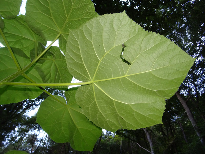 Paulownia tomentosa